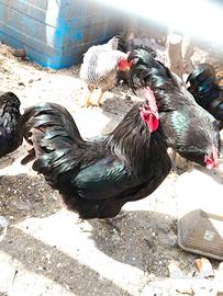 Australorp nero