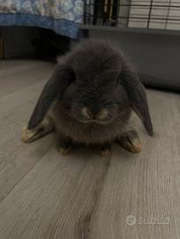 Cuccioli di coniglio nano disponibili