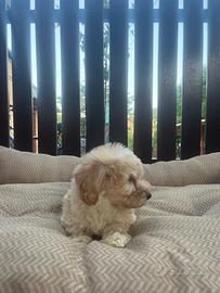 Cani maltipoo