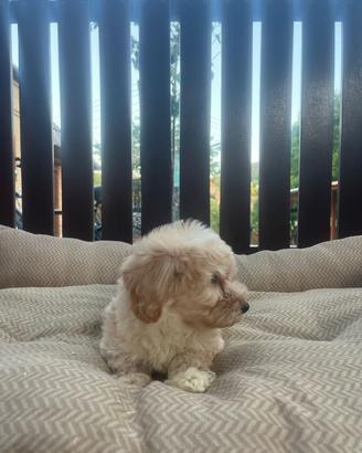 Cani maltipoo