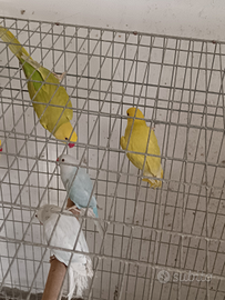 Pappagalli parrocchetti dal collare