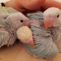 Parrocchetto dal collare