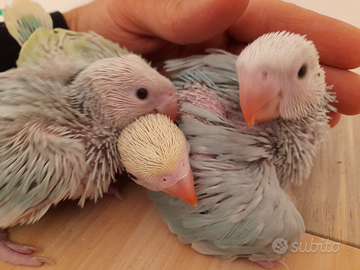 Parrocchetto dal collare