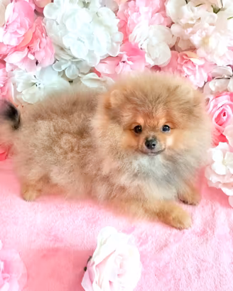 Cuccioli di Spitz di Pomerania nano (Volpino)