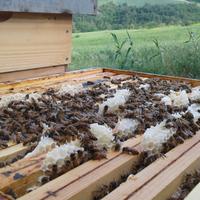 Arnie e materiale apistico