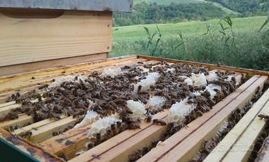 Arnie con famiglia api su 9 e melari costruiti