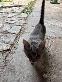 gattini