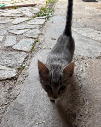 gattini