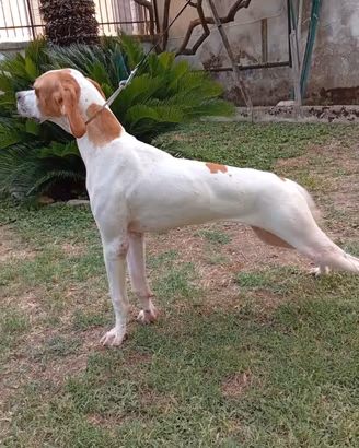Pointer inglese