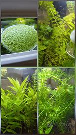 Starter Kit Acquario