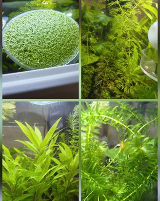 Starter Kit Acquario