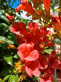 semi di bignonia gigante 