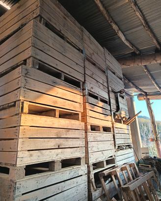 Cassoni in legno n 18