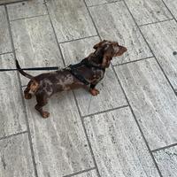 Bassotto maschio per riproduzione