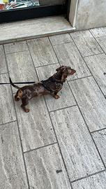 Bassotto maschio per riproduzione