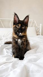 Cuccioli Maine Coon