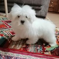 Cucciolo di razza maltese con pedigree enci