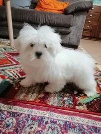 Cucciolo di razza maltese con pedigree enci