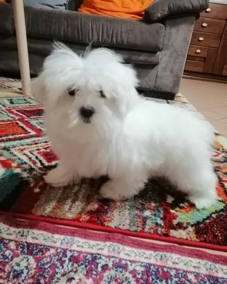 Cucciolo di razza maltese con pedigree enci