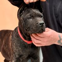 Ultimo cucciolo di cane corso maschio