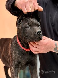Ultimo cucciolo di cane corso maschio