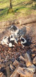 Cuccioli border collie, pastore australiano masch