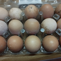 Galline allevate a terra