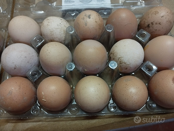 Galline allevate a terra