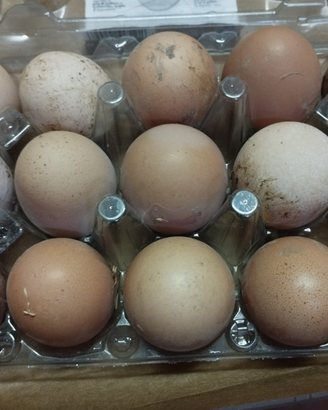 Galline allevate a terra