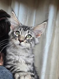Stupendo gattino Maine Coon