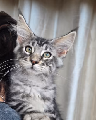 Stupendo gattino Maine Coon