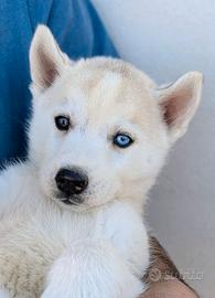 Cuccioli di Siberian Husky