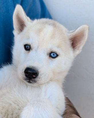 Cuccioli di Siberian Husky