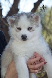 Cucciolo di Siberian Husky Pedigree Enci
