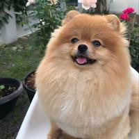 Spitz di pomerania con linee di sangue eccellenti