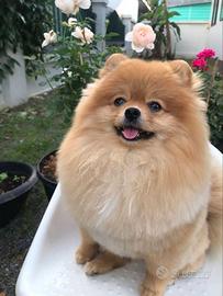 Spitz di pomerania con linee di sangue eccellenti