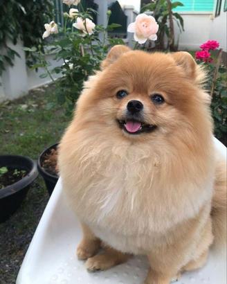 Spitz di pomerania con linee di sangue eccellenti