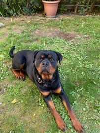 Rottweiler di 14 mesi maschio con pedigree