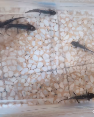 Axolotl con regolare cites