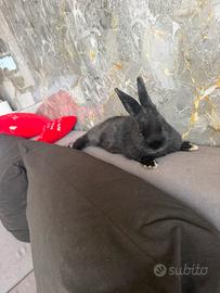 Coniglio testa di leone completo di tutto