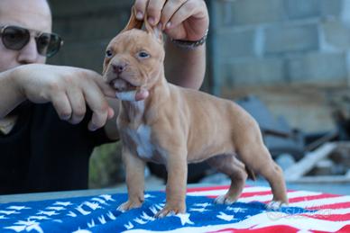 Pitbull red nose ukc (f)
