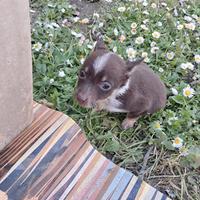 Cucciolo di tre mesi