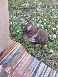 Cucciolo di tre mesi