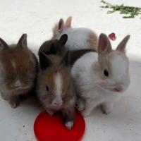 Coniglio nano testa di leone