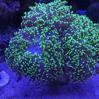 Talee coralli lps sps molli