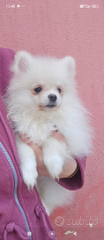 Spitz Pomerania pedrgree Enci