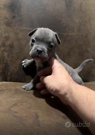 American Bully Pocket