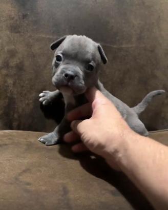 American Bully Pocket