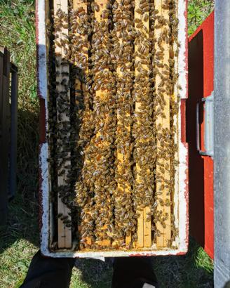 Api da agricoltura biologica