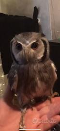Pullo rapace di assiolo faccia bianca